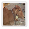 Animal Identification System